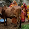 Indijos premjeras pasmerkė pražūtingus religinius konfliktus ginant šventąsias karves