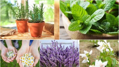 5 augalai, kuriuos turite įsileisti į savo namus: iškart pasijusite daug geriau