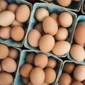 Эксперты США проверяют производителя яиц Baltic egg production
