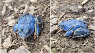 Tikra egzotika – šiuo metu Lietuvoje galima išvysti mėlynų varlių