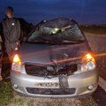 Vilniaus pakraštyje automobilis partrenkė briedį: trys žmonės sužaloti