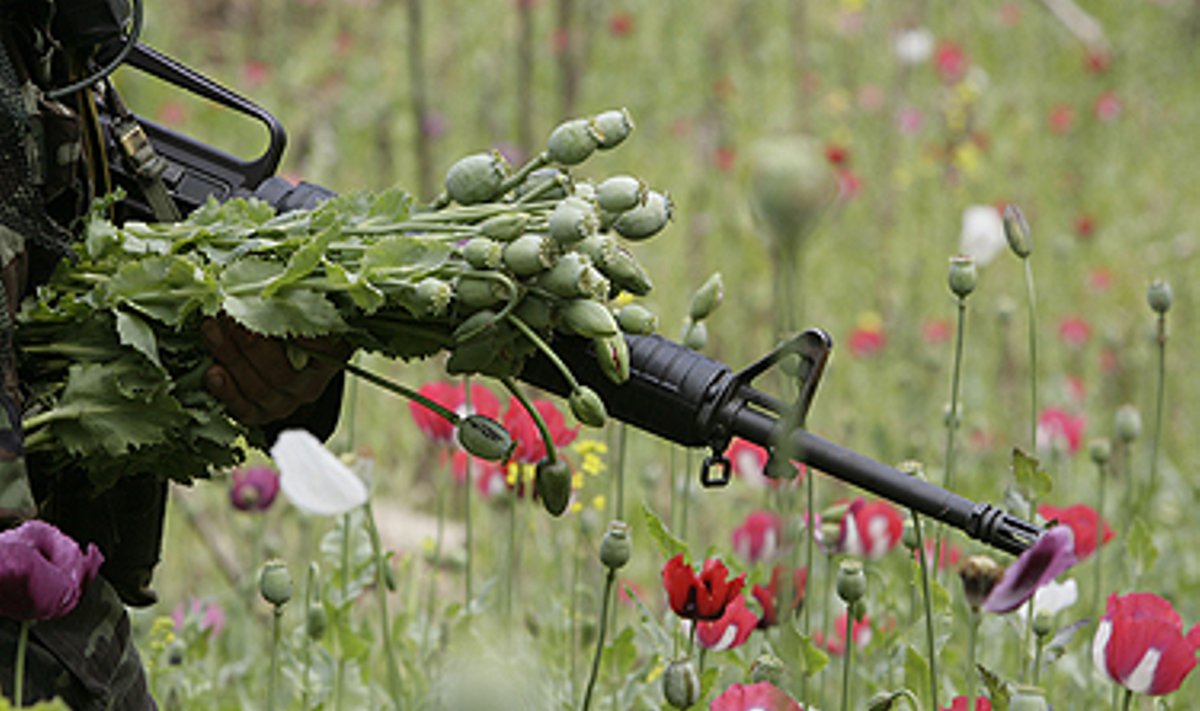 Tailando kareivis per aguonų naikinimo operaciją rauna tinkamas opiumui išgauti augalų galvutes.