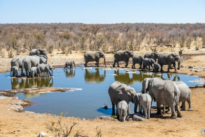 Etošos nacionalinis parkas, Namibija