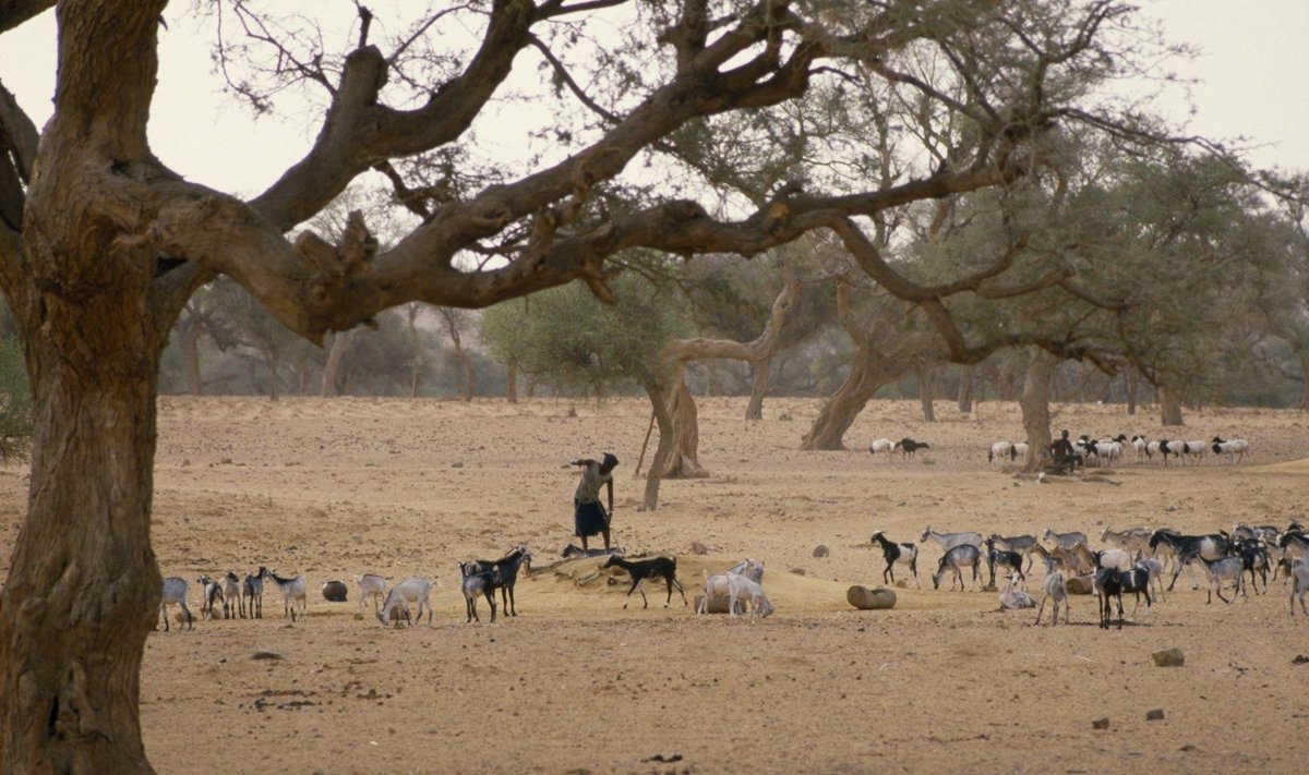 In Mali
