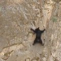 Bebaimiai alpinistai - lokiukas su mama išbando laipiojimą uolomis