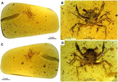 100 mln. amžiaus krabas. Javier Luque/ Lida Xing /Elizabeth Clark/Xiao Jia (Longyin Amber Museum) nuotr.