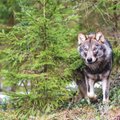 Patarė, kaip elgtis sutikus vilką: daugelis iš išgąsčio padaro vieną klaidą