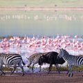 Ngorongoro krateris - Afrikos rojus