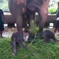 Retas atvejis Šri Lankos gamtos rezervate: gimė dvyniai drambliukai