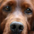 10 dalykų, kuriuos šunys gali užuosti, o žmonės – ne