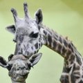 Pietų Korėjoje žirafa susilaukė rekordinio 18-ojo jauniklio