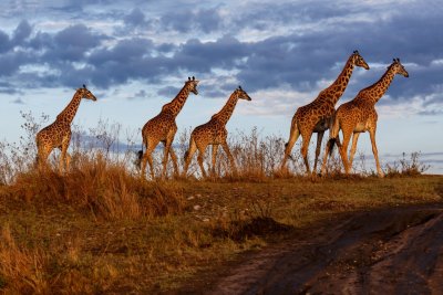 Masai Mara nacionalinis parkas, Kenija