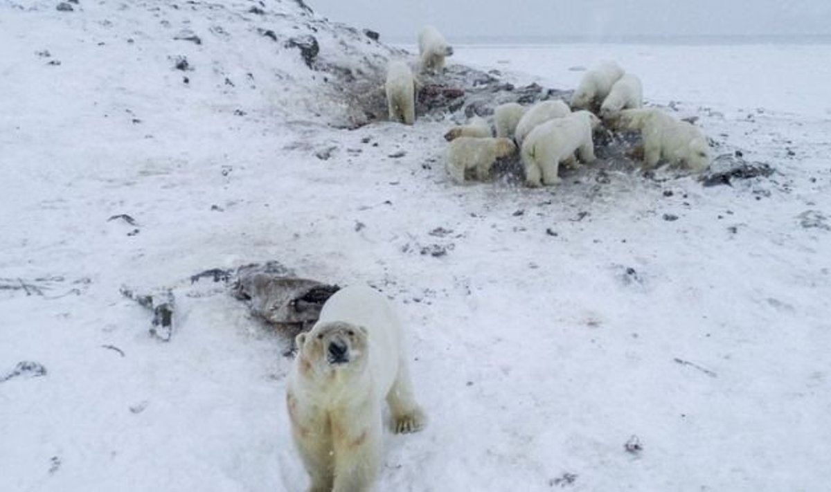 Rusijos miestelį okupavo baltosios meškos – „World Wildlife Fund“ nuotr.