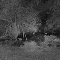 Pokštai gyvojoje gamtoje: vaizdo įraše užfiksuota, kaip oposumas į vandenį įstumia skunką