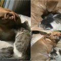 Būna ir taip: šuo benamiams kačiukams atstoja motiną