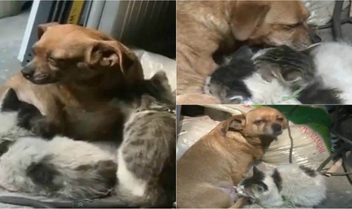 Šuo kačiukams atstojo motiną