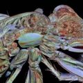 Namuose gyvenančio voro anatomija iš labai arti