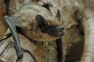 Prisikvietę šikšnosparnių galite atsikratyti įkyrios uodų draugijos