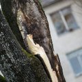 Ugniagesiai: Lietuvoje dėl stipraus vėjo toliau lūžta medžiai