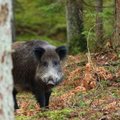 Sujudimas miškuose: nutarta suskaičiuoti visus Lietuvos šernus