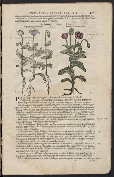 Dodoens, R. Stirpium historiae pemptades sex. Antwerpen, 1616 (2)