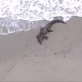 Floridos paplūdimyje dėmesį prikaustė įspūdingo dydžio krokodilas