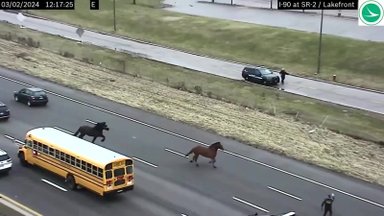 Eismą greitkelyje sutrikdė pabėgę raitosios policijos žirgai