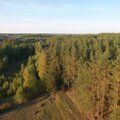 Pokyčiai Lietuvos miškuose: skaičiuojami metai, kada atsisveikinsime su eglėmis