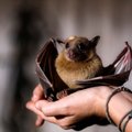Šikšnosparniuose aptiko dar vieną koronavirusą: tai pandemijos sukėlėjo „artima giminė“ ir raktas į mįslę
