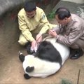 Kinijoje nugaišo seniausia pasaulio panda