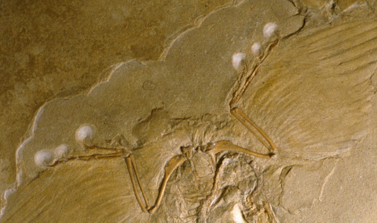 Archaeropteryx litographica fosilija
