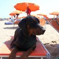 Pasipiktino Palanga: neleisiu savo šuniui voliotis aptriestuose paplūdimiuose