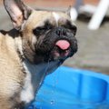 Nyderlanduose koronaviruso infekcija nustatyta šuniui ir trims katėms