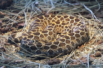  Barškuolių Crotalus polystictus rūšis