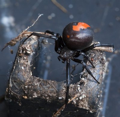  Australijos raudonugaris voras - pasiryžęs lytiniam aktui žino, jog tai bus jo paskutinis darbas gyvenime
