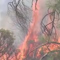 Kalifornijoje toliau plečiasi miškų gaisrai