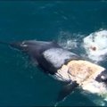 Nepaisydamas ryklių, australas nusprendė užsiropšti ant nugaišusio banginio