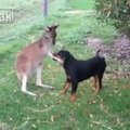 Originali draugystė: kengūra dūksta su rotveileriu