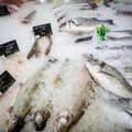 Ieškantiems šviežios žuvies: kada tikėtis mažesnių kainų