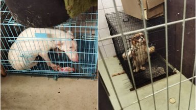 Kretingos rajone veikusio šunų veislyno savininkė nuteista už žiaurų elgesį su gyvūnais