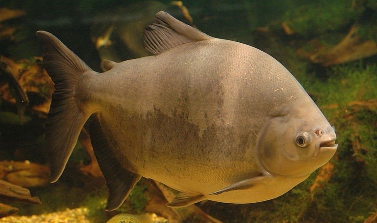 Pacu (lot. Colossoma macropomum) žuvis/ (CC-SA/Tino Strauss nuotr.)