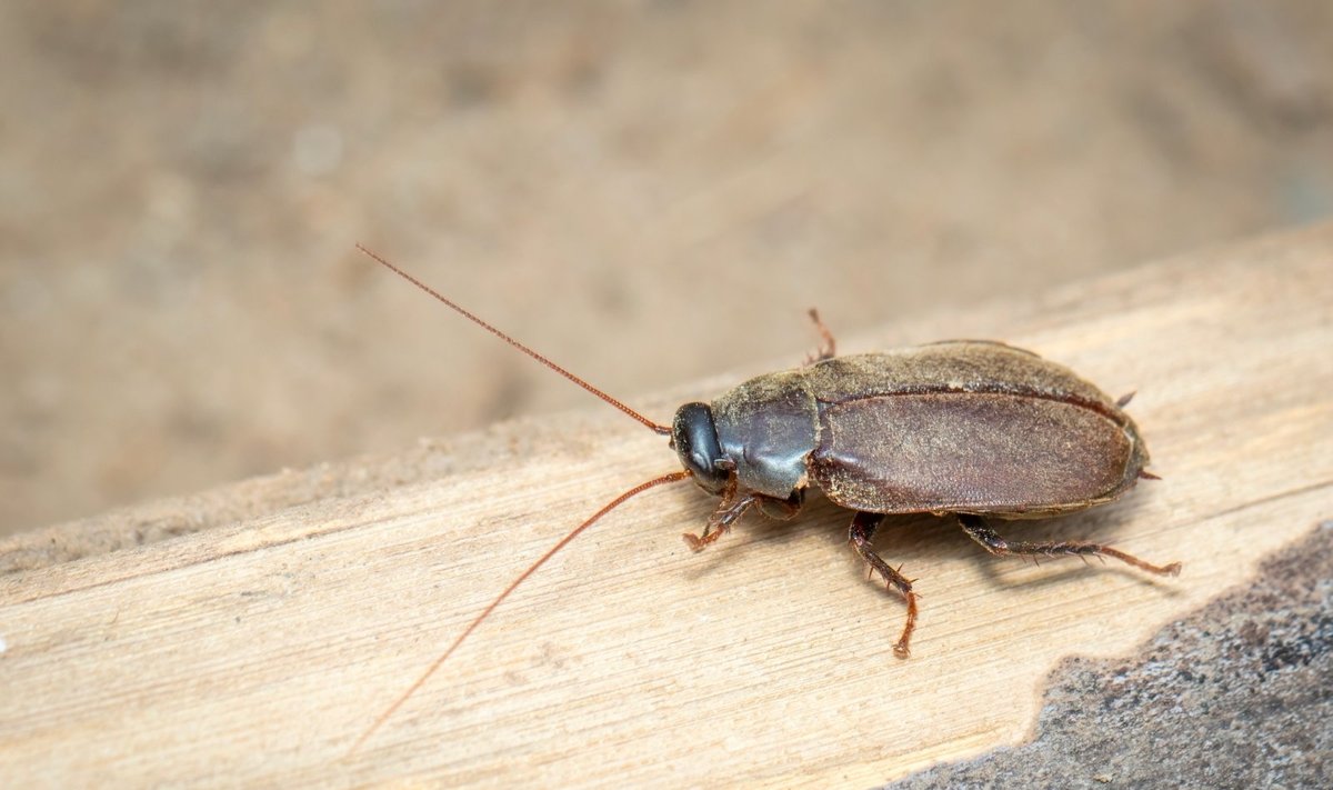 Diploptera punctate tarakonas Shutterstock