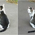 Internautus nustebino neįprastai atrodanti katė: nuostabą kelia dėmė ant jos nugaros