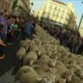 Madride per miestą buvo varomos du tūkstančiai avių