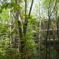 Gamtos įvairovė Černobylio zonoje – didesnė nei Lietuvos regioniniuose parkuose