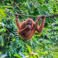 Orangutanai nustebino mokslininkus: atrado, kuo gydyti sąnarių ir raumenų skausmus