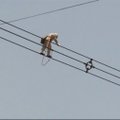 Elektros tinklų darbuotojas tarsi akrobatas žengė aukštos įtampos laidais