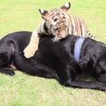 Tigro ir šuns santykiai nustebino visą pasaulį