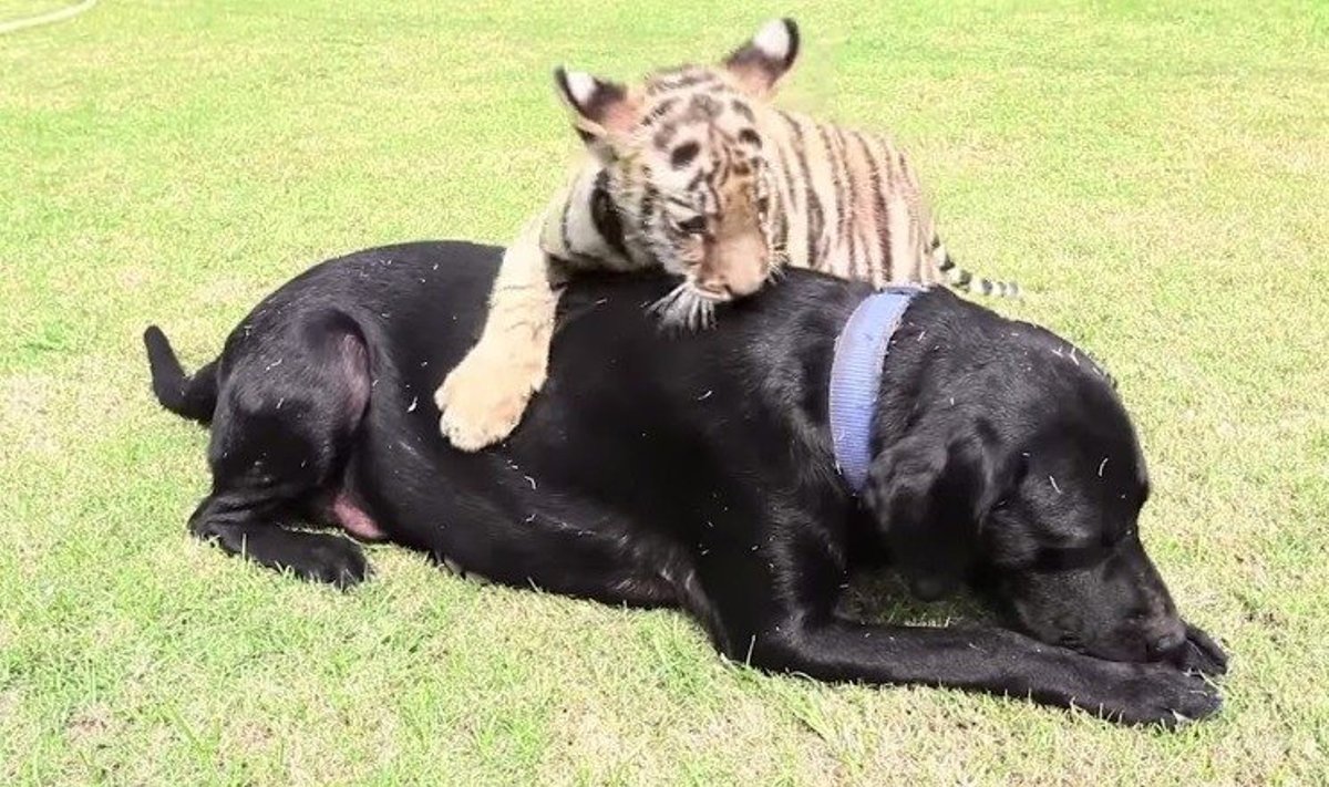 Labradorė tigriukui atstoja motiną