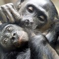 Beprecedentis atvejis: mažylio besilaukianti šimpanzė ėmėsi globoti našlaitę beždžioniukę
